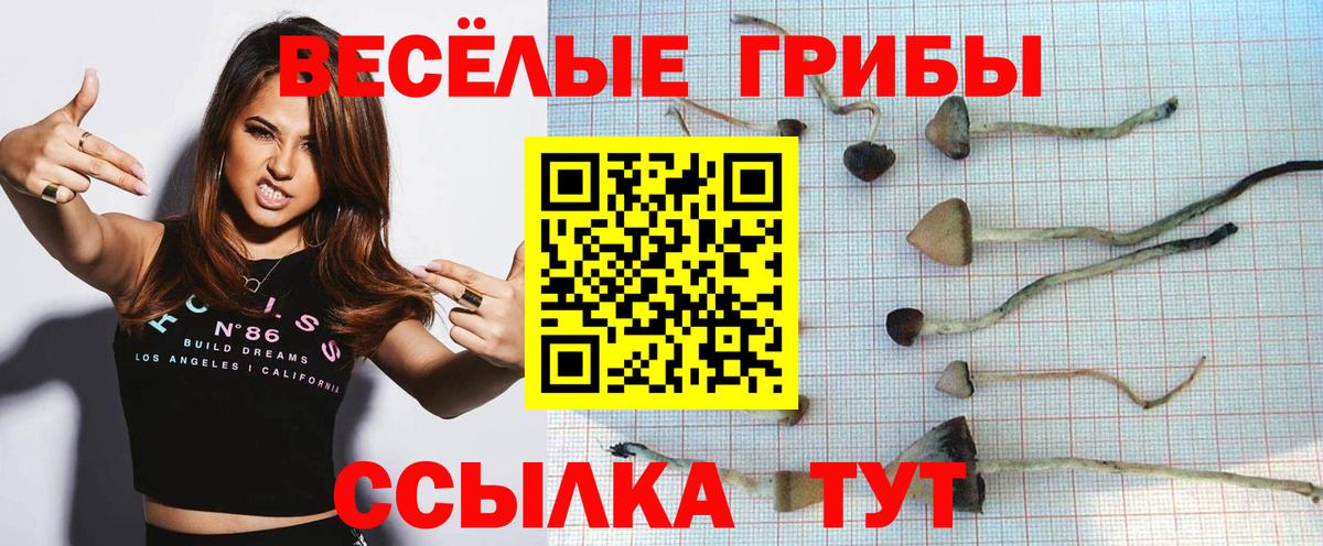 Псилоцибиновые грибы Psilocybe Серпухов